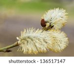willow