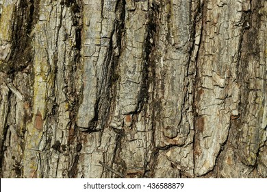 Willow Bark Background