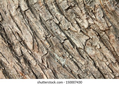 Willow Bark. Salix.