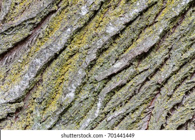 Willow Bark. Salix.