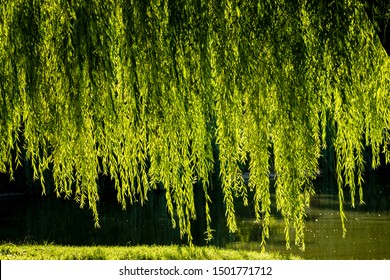 The willow bowed its branches over the lake