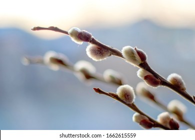 Willow Branch With Catkin On Blurred Light Blue Background, Pussy-willow