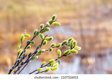 Willow branch with catkins near the river in sunny weather, willow - Easter symbol