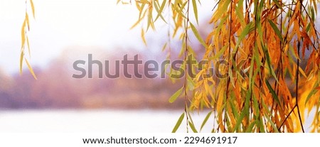 Willow branch with colorful autumn leaves by the river. A willow branch hangs over the water