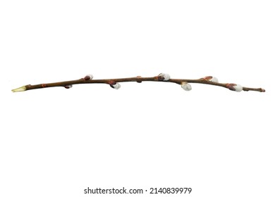 Willow branch with furry willow-catkins isolate on a white background, clipping path, no shadows. Willow twigs isolated on white background. Spring concept, Palm Sunday concept.