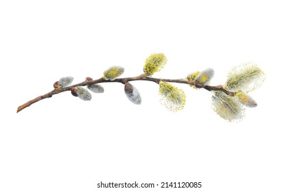 Willow branch with furry willow-catkins isolate on a white background, clipping path, no shadows. Willow twigs goat willow (Salix caprea) isolated on white background.