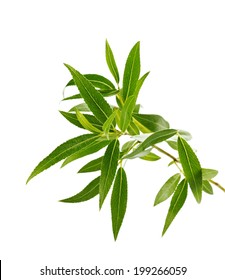 Willow Branch With Green Leaves Isolated On White