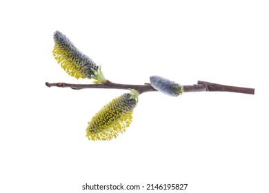 Willow branch isolate on a white background, clipping path, no shadows. Willow cats isolate. Pussy-willow branch, isolated on white.