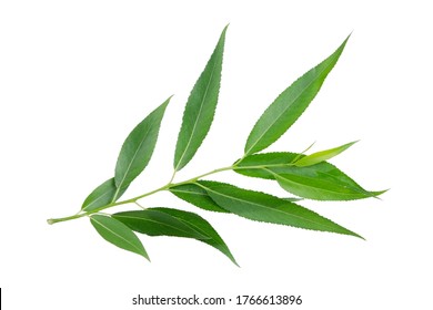 Willow branch isolated on white background without shadow. Plant branch for packaging, invitation and other design.