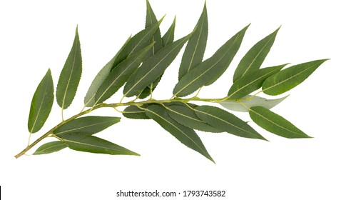 Willow Branch Isolated On White Background