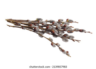 Willow branch with spring catkins isolated on a white background, clipping path, no shadows. Willow cats isolate on a white background