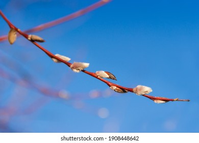 Willow branch with young furry male catkins, so called pussy willows close-up on a blurred background of other branches and clear sky in early spring, selective focus