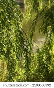 Willow Branches Above The Water