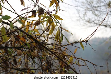 
Willow branches bent over the water. Autumn landscape - Shutterstock ID 1221456313