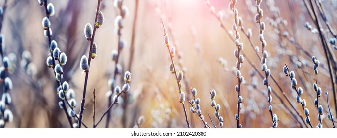 Willow branches with catkins in the forest on a blurred background, willow - Easter symbol