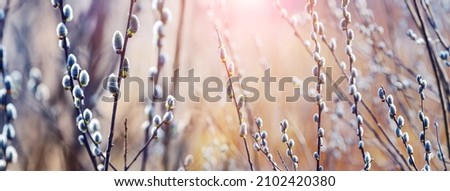 Willow branches with catkins in the forest on a blurred background, willow - Easter symbol