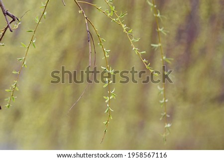 Similar – gold Plant Sunlight Spring