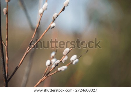 Willow branches. Spring willow branches with buds. Spring.