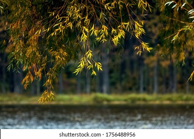 Autumn Willow Images Stock Photos Vectors Shutterstock