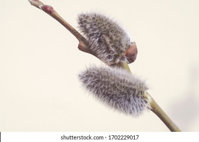 willow Bud on a tree trunk