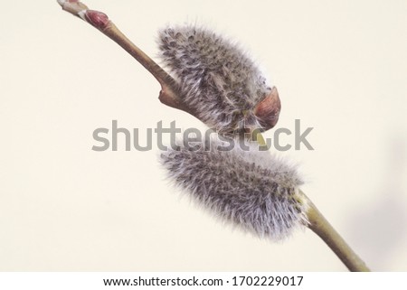 willow Bud on a tree trunk