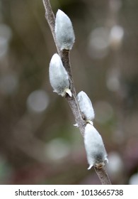 Willow Buds with Brown Background