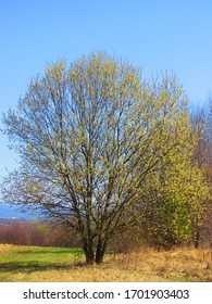 Willow Catkins Of Goat Willow