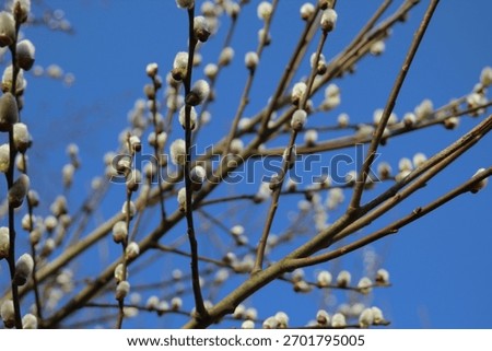willow catkins in spring time