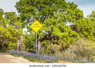 Willow City Loop, Texan Landscape With Sign  Loose Livestock