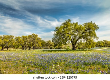 Willow City Loop, Texan Spring Landscape With Blue Bonnets