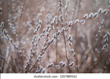 As The Willow Expands In The Early Spring