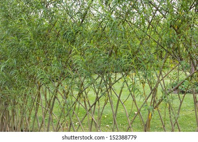 Willow Fence In Garden