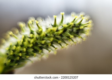 Willow Flower. Macro Photography Soft Focus