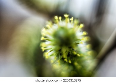 Willow Flower. Macro Photography Soft Focus