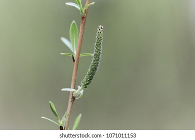 Willow Flower Of A Purple Willow (Salix Purpurea)