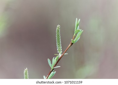 Willow Flower Of A Purple Willow (Salix Purpurea)