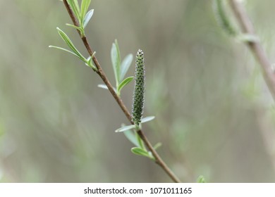 Willow Flower Of A Purple Willow (Salix Purpurea)