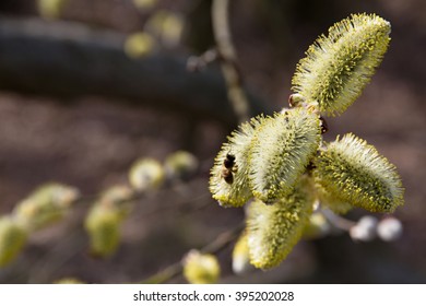 willow flowers
