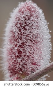 Willow Fluff