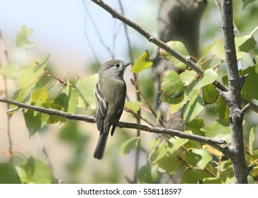 Willow Flycatcher