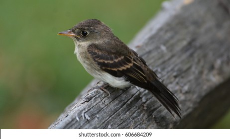 Willow Flycatcher