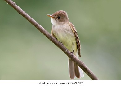 ,willow Flycatcher