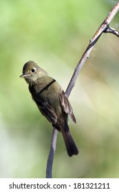 Willow Flycatcher In Autumn