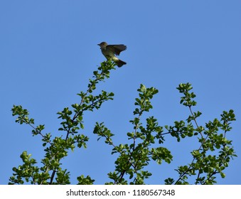 Willow Flycatcher Display