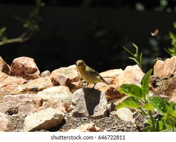 Willow Flycatcher On A Rock