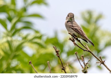 Willow Flycatcher Perched On A Tig