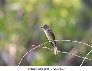 Willow Flycatcher (tyrant)