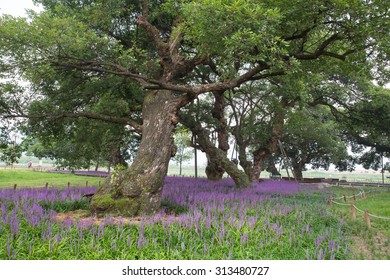 Willow forest