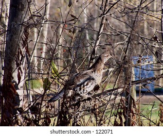 Willow Grouse