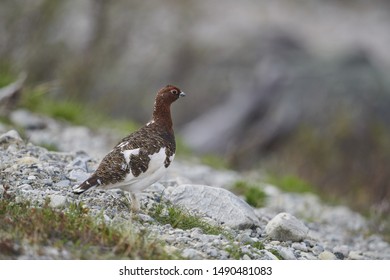 Willow Grouse In The Field